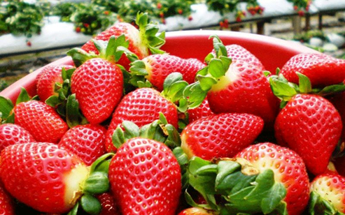 dau tay da lat qua da lat